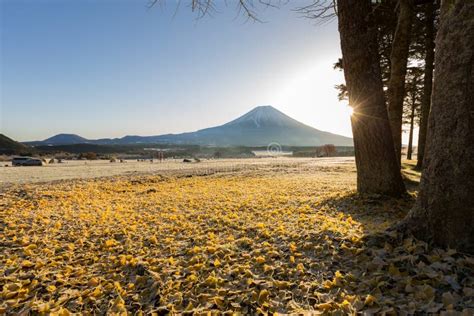 Mount Fuji Sunrise stock image. Image of ginkgo, majestic - 85754269