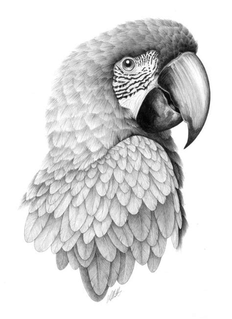 The Painted Parrot - Drawings | Bird drawings, Parrot drawing, Art sketches