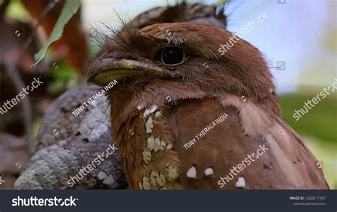 Frog Mouth Bird Sri Lankan Frog Stock Photo 1220517187 | Shutterstock