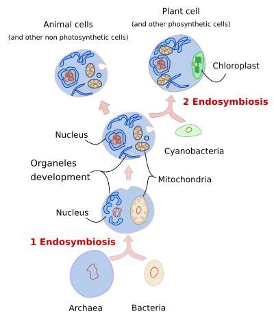 The cell. 1. Endosymbiosis. Atlas of Plant and Animal Histology ...