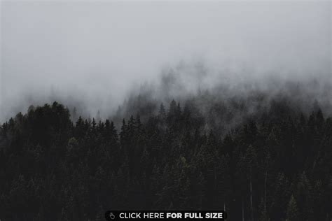 Black and White Forest HD wallpaper | Forest wallpaper, Black wallpaper ...