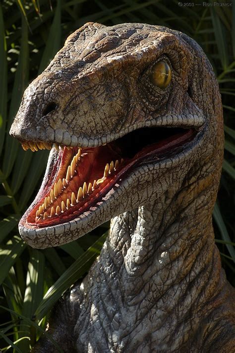 Velociraptor Pictures & Facts - The Dinosaur Database