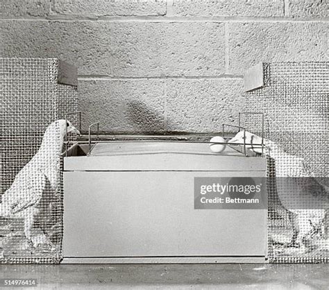 Skinner Pigeon Photos and Premium High Res Pictures - Getty Images