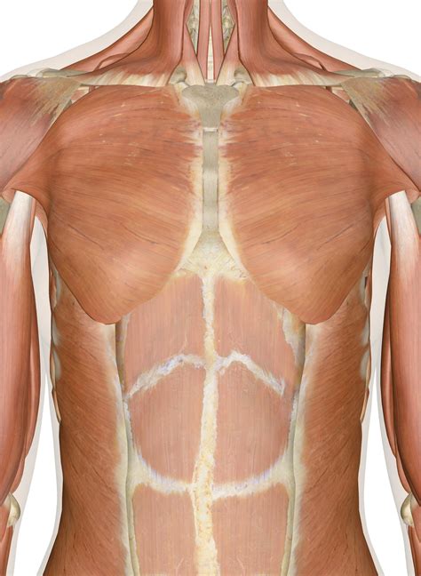 The Muscles of the Chest and Upper Back: 3D Anatomy Model