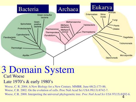 Bacteria Kingdom Classification