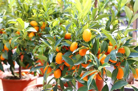 How To Plant And Care For A Kumquat Tree In Your Garden - AnnMarie John