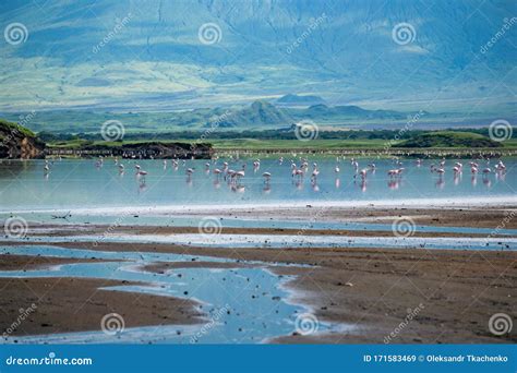 Flamingos lake natron - tewsdf