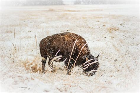 Bison Grazing in Winter Photograph by Christopher Thomas - Fine Art America