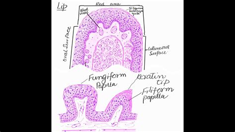 Lip Histology Labeled | Sitelip.org