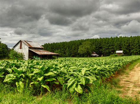 Tobacco Field (Illustration) - World History Encyclopedia