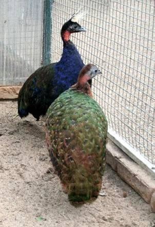 Congo Peafowl male and female. Photo: Nico van Wijk. | Download ...