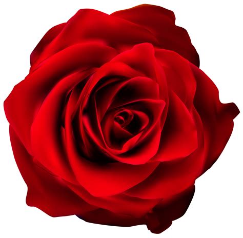 Free Red Rose Transparent Background, Download Free Red Rose ...