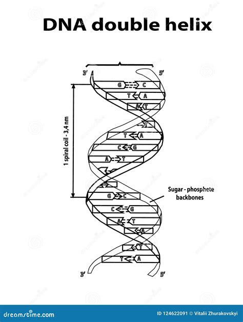 Dna Double Helix Structure Diagram