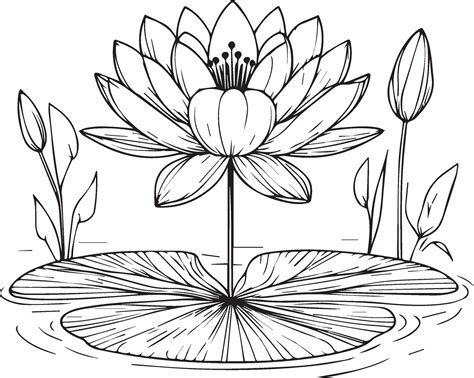 Nymphaea water lily drawings, outline water lily drawing, outline water ...