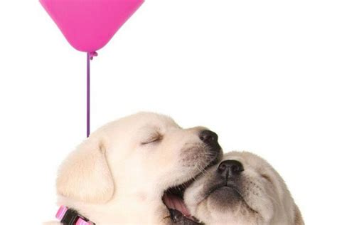 Pink Dog Wallpapers - Top Free Pink Dog Backgrounds - WallpaperAccess