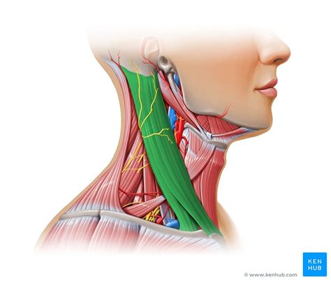 Mastoid process: Anatomy, function and attachments | Kenhub