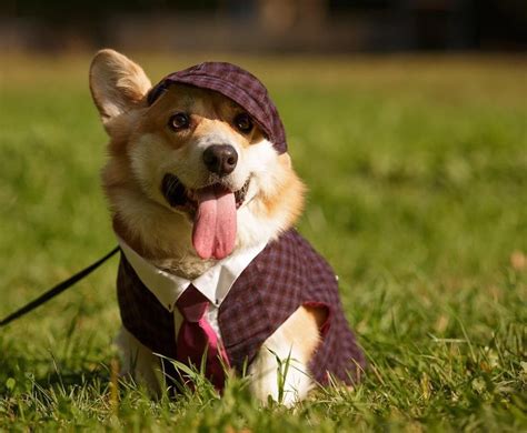 16 Perfect Halloween Costumes For Your Corgi | Cute dog costumes, Dog ...