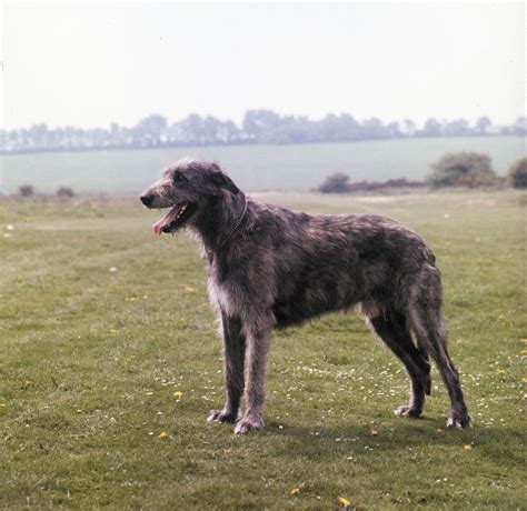 Irish wolfhound | Giant, Sighthound, Gentle | Britannica