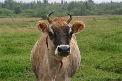 File:Jersey cow, close-up.jpg - Wikimedia Commons