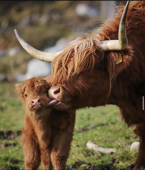 The highland cow of Scotland has an unusual double coat of hair. On the ...