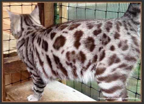 The Bengal Cat Colours: Seal Sepia