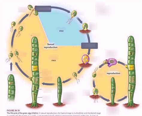 Life Cycle of Green Algae Diagram | Quizlet