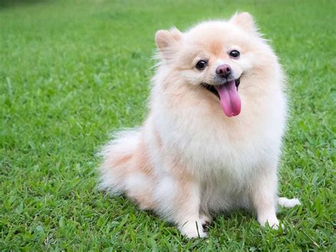 Most popular small breed dogs in the UK