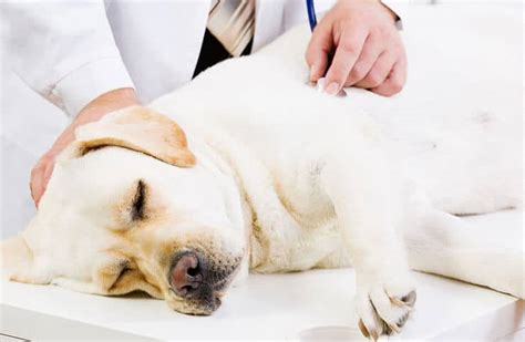 Anaplasmosis In Dogs - What Is It, Is It Dangerous, And How To Treat It?