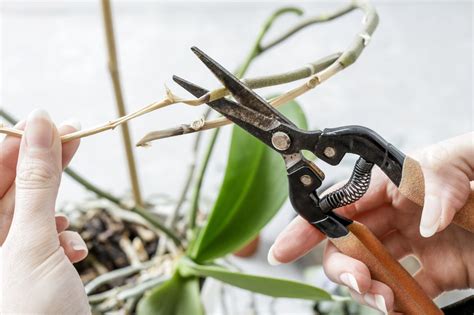 How to Prune an Orchid - Step by Step Guide | Brilliant Orchids ...