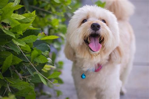 A Guide to Doodle Dog Breeds and Poodle Mixes - Petland Florida