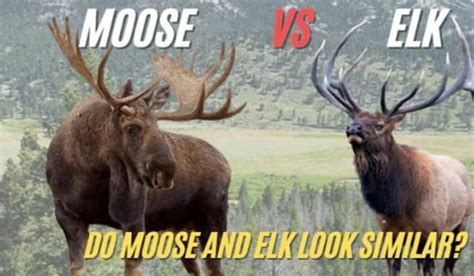 Moose vs. Elk: Understanding the 5 Key Differences - Daily Reuters