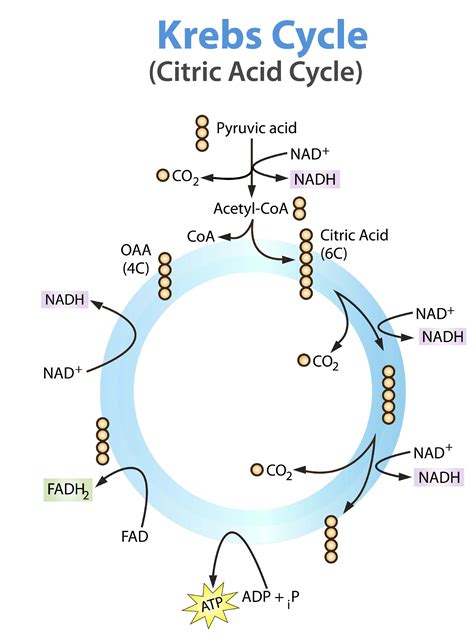 Krebs Cycle Diagram Easy