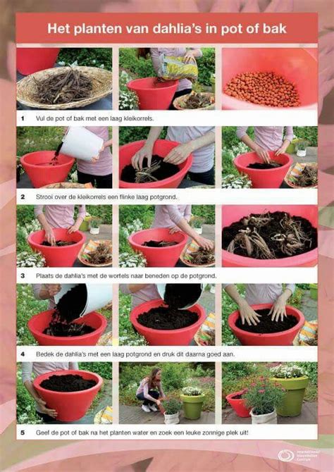 Dahlia planting guide | Plants, Trees to plant, Dahlia