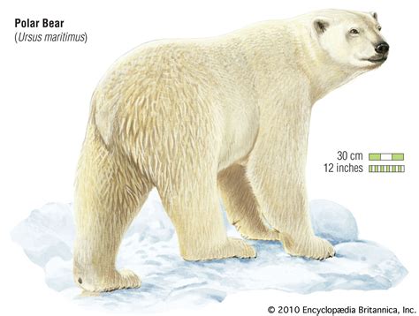 20+ Polar Bear Tail Images - Polar Bear Pictures