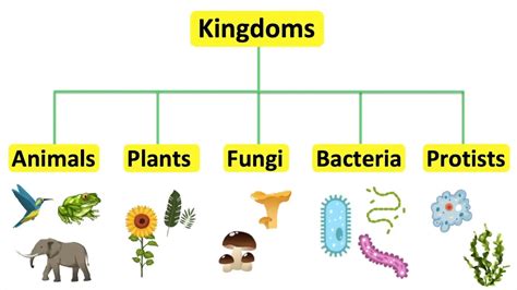 The Five Kingdom Classification by Robert Whittaker & It's Limitations ...