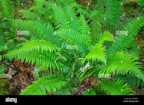 Native Plants Wild Ferns Stock Photo - Alamy