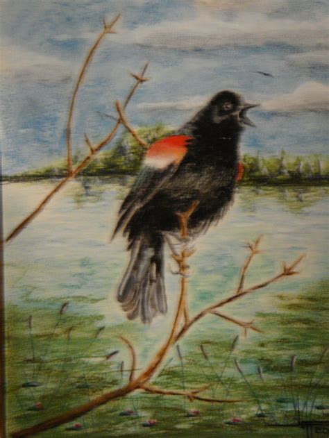 Redwing Black bird | Black bird, Bird, Painting