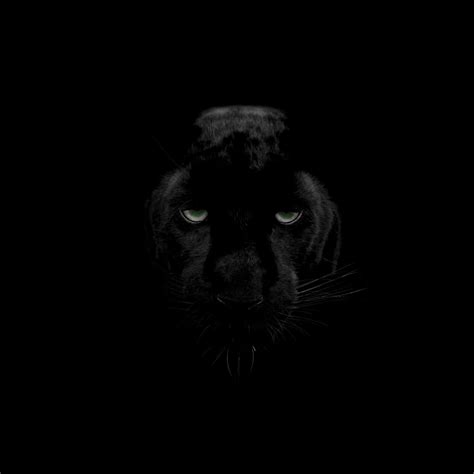 Black Panther Eyes Wallpapers - Top Free Black Panther Eyes Backgrounds ...