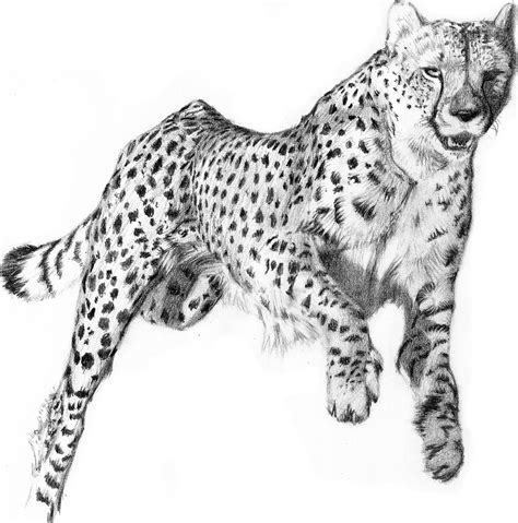 Cheetah Running Drawing at PaintingValley.com | Explore collection of ...