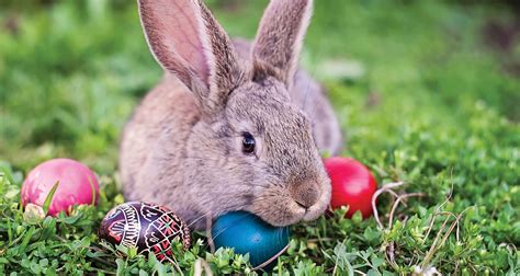 Where Did The Easter Bunny Come From? Farmers' Almanac