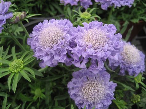 Scabiosa columbaria, 'Blue Note' Seeds £2.95 from Chiltern Seeds ...