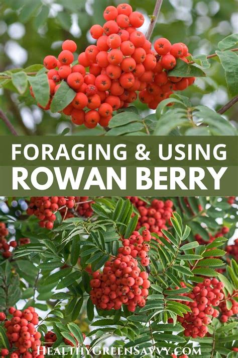 Foraging Mountain Ash Berries {8 Best Uses for Rowanberries}