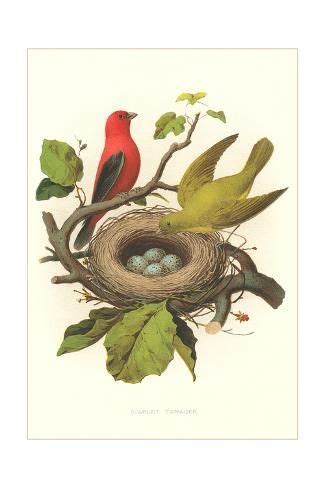 'Scarlet Tanager Nest and Eggs' Art Print | Art.com | Art prints, Bird ...