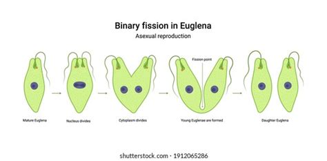 49 Binary Fission Reproduction In Amoeba Images, Stock Photos & Vectors ...