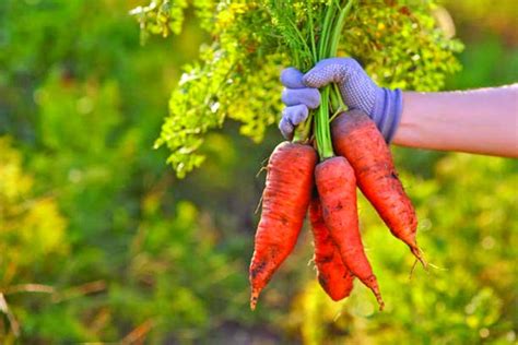 Carrot harvesting goes on in full swing | The Asian Age Online, Bangladesh