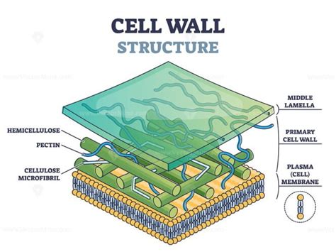 Cell wall structure with plant cellular parts description outline ...