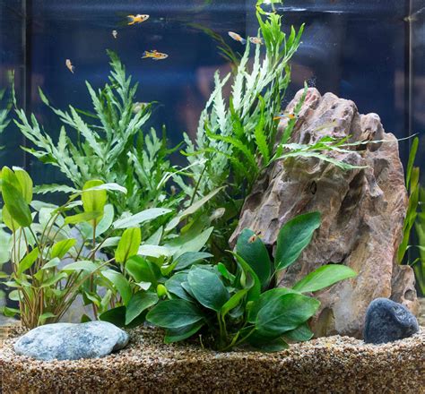 Unconventional Aquarium Plants – Choosing Fish Tank Garden Plants ...