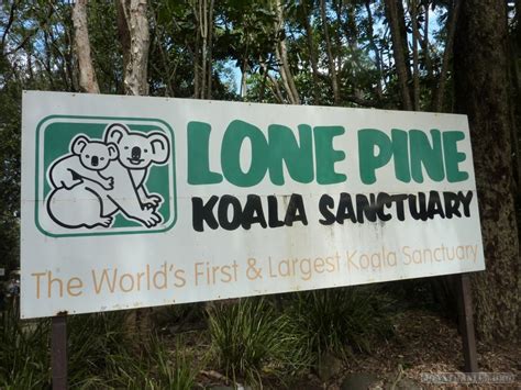 Travelogue: Lone Pine Koala Sanctuary - Jonathan Lee