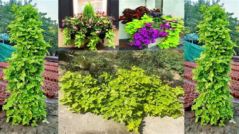 How to grow & care Sweet potato vine | Beautiful Ornamental plant ...