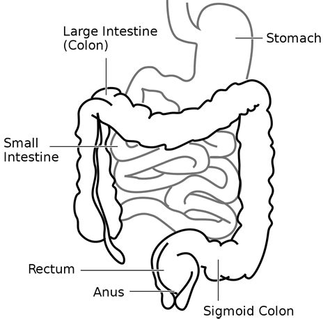 Sigmoid Colon - Function, Location and Related Conditions